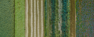 PepsiCo To Pump $216m Into U.S. Regenerative Ag: "We’re Putting Our Money Where Our Mouth Is"