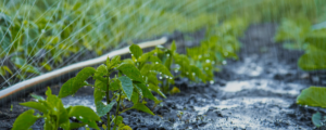 An Urgent Need for Water Stewardship in Food & Beverage Processing