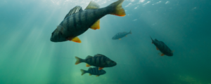 100% Great Lakes Fish Pledge