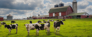 New Dairy Concept: A More Sustainable Future for American Dairy